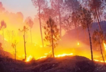 राज्य ने वनाग्नि प्रबंधन के लिए पांच साल की कार्ययोजना भेजी केंद्र सरकार के पास