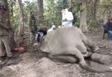 टांडा रेंज में एक दांत के टस्कर हाथी की मौत से मचा हड़कंप, वन विभाग ने कब्जे में लिया शव