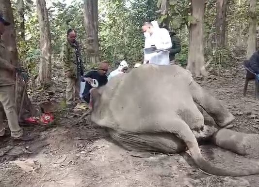 टांडा रेंज में एक दांत के टस्कर हाथी की मौत से मचा हड़कंप, वन विभाग ने कब्जे में लिया शव
