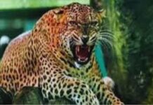 घास लेने गई महिला पर तेंदुए ने किया हमला