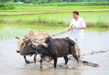 सीएम धामी ने खटीमा में की धान रोपाई, किसानों के श्रम को किया नमन