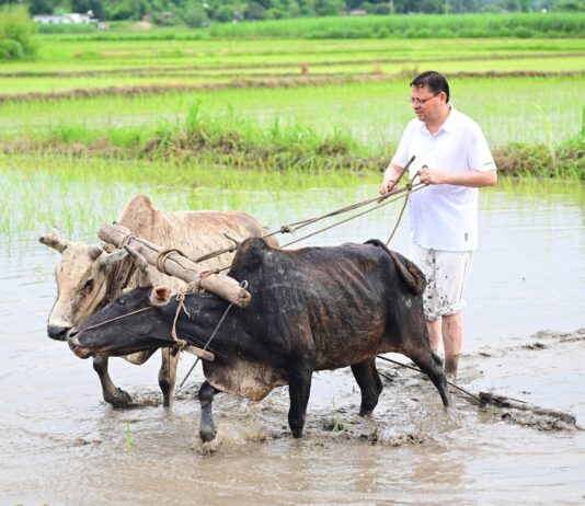 सीएम धामी ने खटीमा में की धान रोपाई, किसानों के श्रम को किया नमन