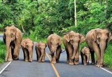 राजाजी टाइगर रिजर्व: सात हाथियों की दिल छू लेने वाली कहानियां…चिल्ला जोन में हाथी सफारी ने जगाई नई उम्मीद