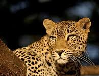 Kotdwar: घास काट रही महिला पर गुलदार का हमला, गंभीर रूप से घायल — ग्रामीणों में बढ़ा डर