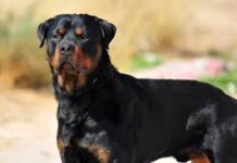 देहरादून में पालतू कुत्तों पर सख्ती: काटने पर मालिक पर एफआईआर और जुर्माना, लागू होगी श्वान लाइसेंस उपविधि 2025