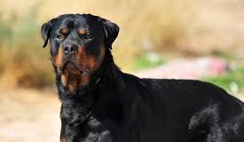 देहरादून में पालतू कुत्तों पर सख्ती: काटने पर मालिक पर एफआईआर और जुर्माना, लागू होगी श्वान लाइसेंस उपविधि 2025