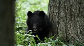 Bear Terror: रुद्रप्रयाग में भालू का आतंक, स्कूल जाते बच्चों के सामने आया भालू; गांवों में दहशत, मवेशियों पर भी हमला