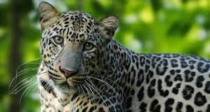 Uttarakhand: पौड़ी में पांच साल में गुलदार के हमलों में 27 की मौत, 105 घायल; रुद्रप्रयाग में छात्रों के लिए शुरू हुई निशुल्क वाहन सुविधा