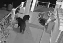 Uttarkashi News: भोजन की तलाश में बच्चों संग घर में घुसा भालू, सीसीटीवी में कैद हुआ खौफनाक मंजर, ग्रामीणों में दहशत