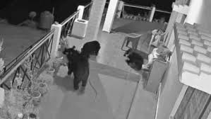 Uttarkashi News: भोजन की तलाश में बच्चों संग घर में घुसा भालू, सीसीटीवी में कैद हुआ खौफनाक मंजर, ग्रामीणों में दहशत