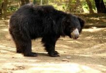 Uttarakhand News: भालू के हमले में घायलों को मिलेंगे 10 लाख तक, वन विभाग शासन को भेजेगा प्रस्ताव