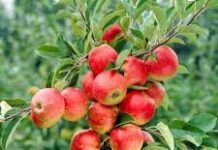 Uttarakhand Apple Farmers: सेब उत्पादकों को बड़ी राहत, कोल्ड स्टोरेज पर 4 करोड़ तक अनुदान देगी सरकार, मिलेगा फसल का बेहतर दाम