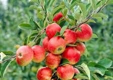 Uttarakhand Apple Farmers: सेब उत्पादकों को बड़ी राहत, कोल्ड स्टोरेज पर 4 करोड़ तक अनुदान देगी सरकार, मिलेगा फसल का बेहतर दाम