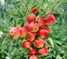 Uttarakhand Apple Farmers: सेब उत्पादकों को बड़ी राहत, कोल्ड स्टोरेज पर 4 करोड़ तक अनुदान देगी सरकार, मिलेगा फसल का बेहतर दाम