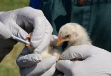 भारतीय वैज्ञानिकों की चेतावनी: एच5एन1 बर्ड फ्लू बन सकता है अगली वैश्विक महामारी, इंसान-से-इंसान फैलाव सबसे बड़ा खतरा