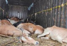 ऋषिकेश में गोवंश के अवशेष मिलने पर बवाल, हिंदू संगठनों ने किया पुलिस चौकी का घेराव