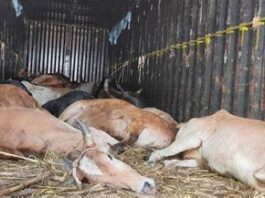 ऋषिकेश में गोवंश के अवशेष मिलने पर बवाल, हिंदू संगठनों ने किया पुलिस चौकी का घेराव