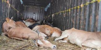 ऋषिकेश में गोवंश के अवशेष मिलने पर बवाल, हिंदू संगठनों ने किया पुलिस चौकी का घेराव