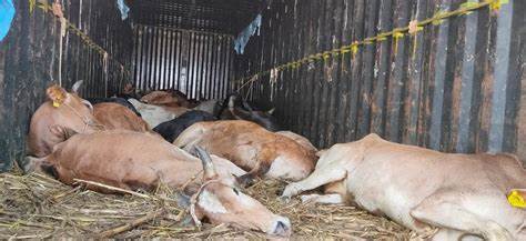 ऋषिकेश में गोवंश के अवशेष मिलने पर बवाल, हिंदू संगठनों ने किया पुलिस चौकी का घेराव