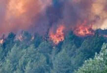 Forest Fire: फूलों की घाटी में पांच दिन से धधक रही जंगल की आग, हेलिकॉप्टर से की गई रेकी, बारिश-बर्फबारी पर टिकी उम्मीद