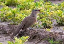 उत्तरकाशी में जैव विविधता को नई पहचान: अपर यमुना वन प्रभाग में पहली बार दिखा दुर्लभ सिरकीर मालकोह पक्षी