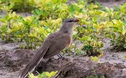 उत्तरकाशी में जैव विविधता को नई पहचान: अपर यमुना वन प्रभाग में पहली बार दिखा दुर्लभ सिरकीर मालकोह पक्षी