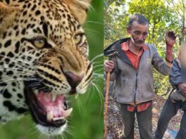 उत्तरकाशी: यमुनोत्री हाईवे के पास गुलदार का आतंक, बकरी चुगा रहे दो ग्रामीणों पर हमला, दोनों गंभीर घायल