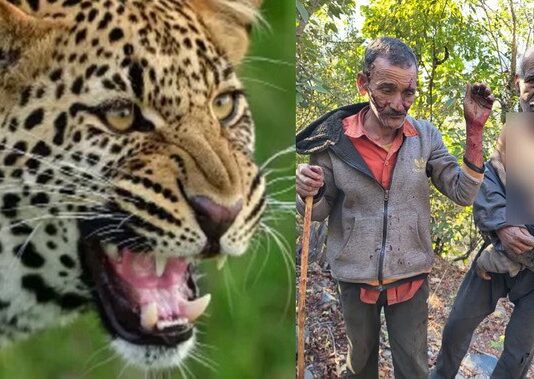 उत्तरकाशी: यमुनोत्री हाईवे के पास गुलदार का आतंक, बकरी चुगा रहे दो ग्रामीणों पर हमला, दोनों गंभीर घायल