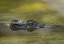 गंगा बेसिन में घड़ियालों की उम्मीद जगाती तस्वीर: सर्वे में मिले 3037 घड़ियाल, चंबल नदी में सबसे अधिक