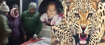 कोटद्वार के बरस्वार गांव में गुलदार का आतंक: माता-पिता के सामने आंगन से उठाकर ले गया डेढ़ साल की बच्ची, शव झाड़ियों में मिला