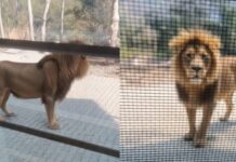 AI का ‘बब्बर शेर’ बना दहशत की वजह: छुट्टी न मिलने पर मजदूरों ने बनाया फर्जी वीडियो, वन विभाग के उड़े होश