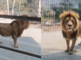 AI का ‘बब्बर शेर’ बना दहशत की वजह: छुट्टी न मिलने पर मजदूरों ने बनाया फर्जी वीडियो, वन विभाग के उड़े होश