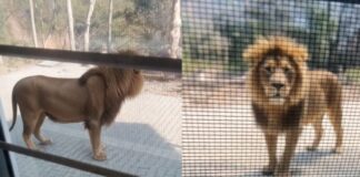 AI का ‘बब्बर शेर’ बना दहशत की वजह: छुट्टी न मिलने पर मजदूरों ने बनाया फर्जी वीडियो, वन विभाग के उड़े होश