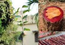 उत्तराखंड में चंदन की खेती से महकेगी किसानों की आर्थिकी, शोध में मिले उत्साहजनक परिणाम