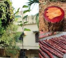 उत्तराखंड में चंदन की खेती से महकेगी किसानों की आर्थिकी, शोध में मिले उत्साहजनक परिणाम