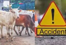 विकासनगर में तेज रफ्तार खनन डंपरों का कहर, पांच भैंसों की मौत, चार मवेशी गंभीर घायल