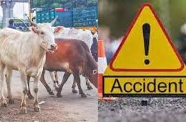 विकासनगर में तेज रफ्तार खनन डंपरों का कहर, पांच भैंसों की मौत, चार मवेशी गंभीर घायल