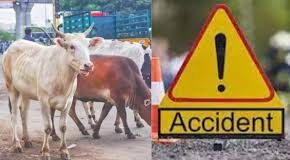 विकासनगर में तेज रफ्तार खनन डंपरों का कहर, पांच भैंसों की मौत, चार मवेशी गंभीर घायल
