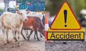 विकासनगर में तेज रफ्तार खनन डंपरों का कहर, पांच भैंसों की मौत, चार मवेशी गंभीर घायल
