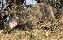 प्लास्टिक कचरे का खतरनाक सच: मसूरी में हिमालयन पाम सिवेट का सिर जार में फंसा, लेखक स्टीफन ऑल्टर ने बचाई जान