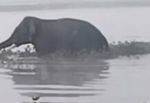 Uttarakhand: घायल हाथी की पीड़ा पर संवेदनहीनता भारी, गंगा तट पर तड़पता रहा वन्यजीव, रेस्क्यू में लापरवाही के आरोप