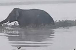 Uttarakhand: घायल हाथी की पीड़ा पर संवेदनहीनता भारी, गंगा तट पर तड़पता रहा वन्यजीव, रेस्क्यू में लापरवाही के आरोप