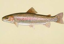 उत्तराखंड की ट्राउट मछली के दुबई निर्यात को झटका, अमेरिका–इजराइल–ईरान युद्ध से प्रभावित हुई योजना