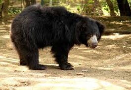 उत्तराखंड में मानव-वन्यजीव संघर्ष भयावह: राज्य गठन के बाद 1296 लोगों की मौत, परिवारों को नौकरी का प्रावधान नहीं