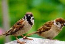 World Sparrow Day: देहरादून और चमोली में सबसे ज्यादा सुनाई देती है गौरैया की चहचहाहट, परचून की खुली दुकानें हैं इनकी पसंदीदा जगह