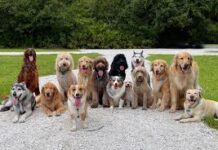 देहरादून में कुत्ता पालने के नए नियम लागू: पंजीकरण अनिवार्य, उल्लंघन पर 20 हजार तक जुर्माना और हो सकती है जेल