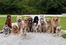 देहरादून में कुत्ता पालने के नए नियम लागू: पंजीकरण अनिवार्य, उल्लंघन पर 20 हजार तक जुर्माना और हो सकती है जेल