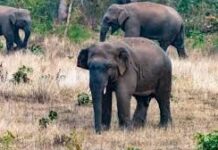 उत्तराखंड में हाथियों का हमला: टांडा जंगल में जीजा-साले को कुचलकर मार डाला, लौट रहे थे घर