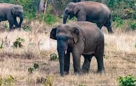 उत्तराखंड में हाथियों का हमला: टांडा जंगल में जीजा-साले को कुचलकर मार डाला, लौट रहे थे घर