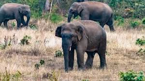 उत्तराखंड में हाथियों का हमला: टांडा जंगल में जीजा-साले को कुचलकर मार डाला, लौट रहे थे घर